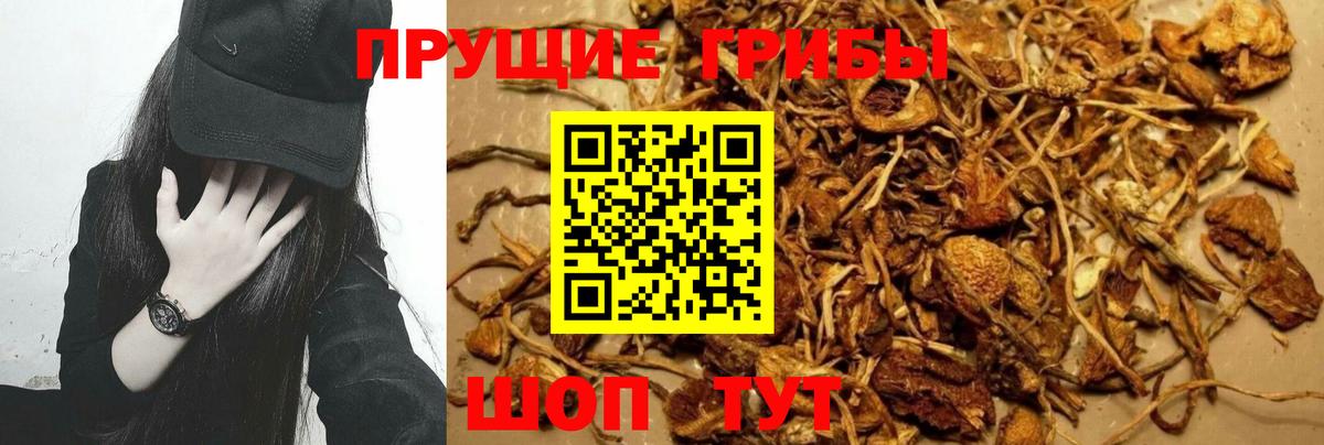 Псилоцибиновые грибы мухоморы  Вход с VPN  Галлюциногенные грибы Psilocybe  Клин 